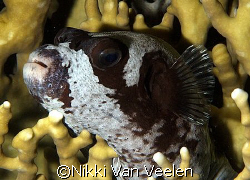 Masked pufferfish resting on fire coral! Taken on a night... by Nikki Van Veelen 